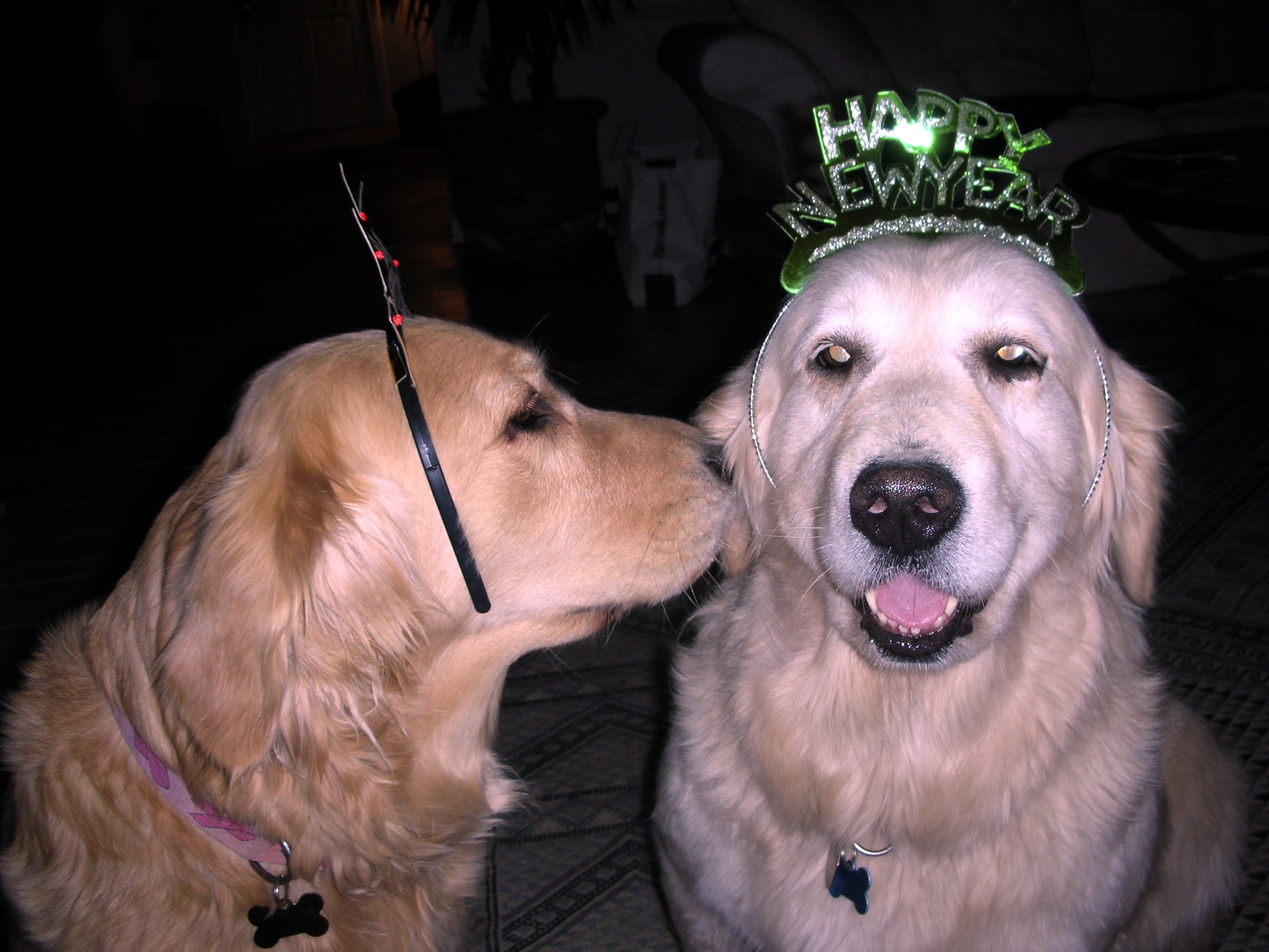 Golden retrievers celebrate the New Year